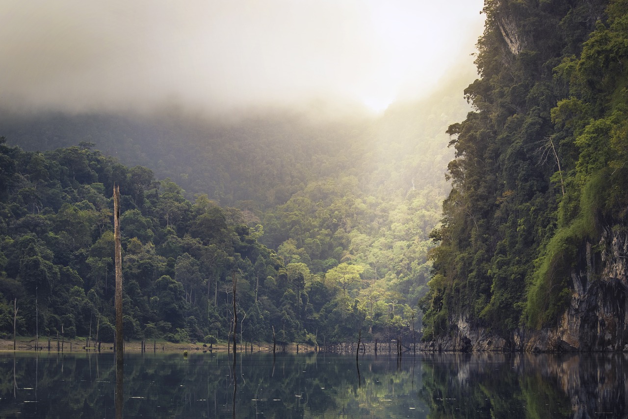 How to Paint a Misty Forest Landscape